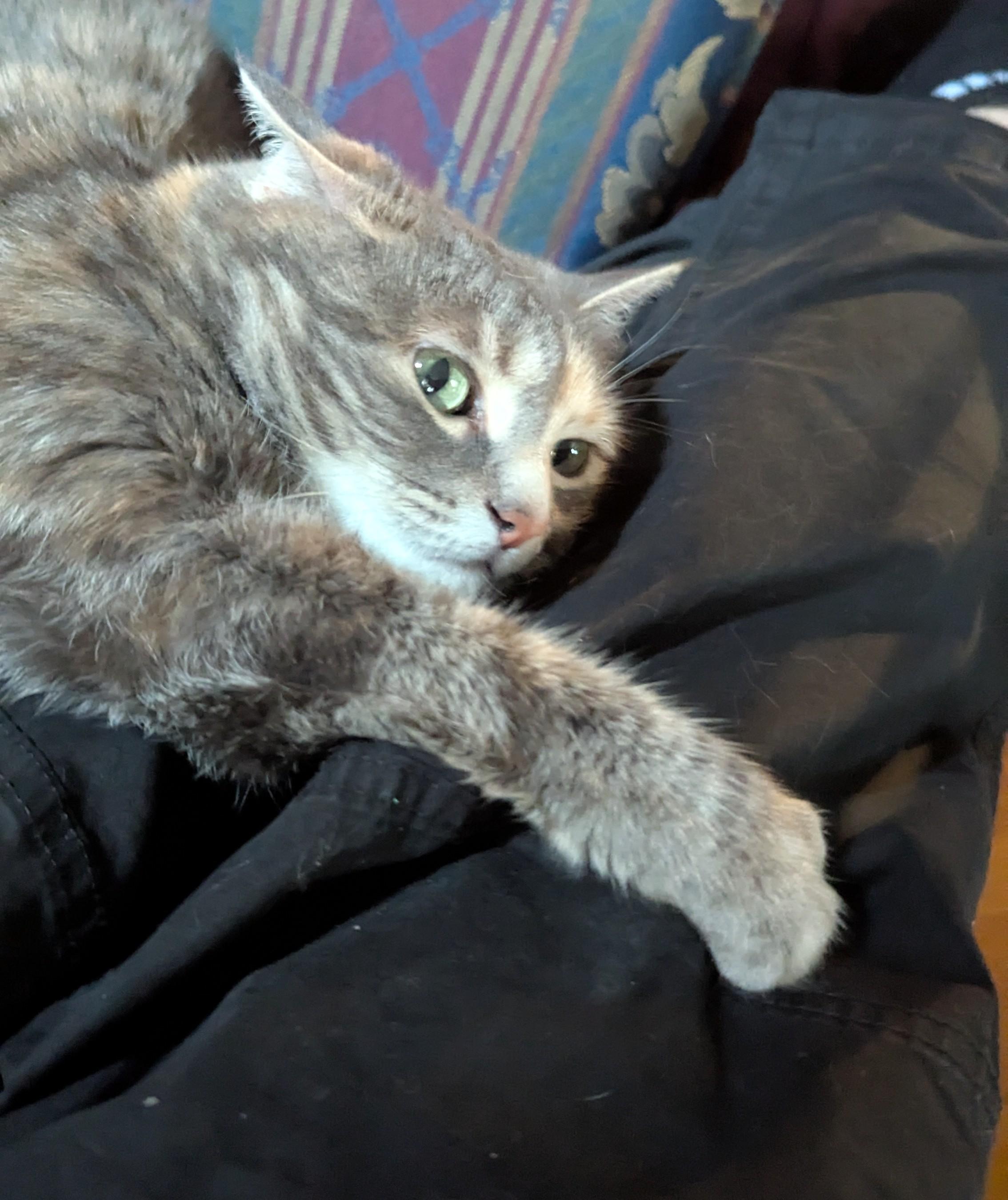 cat image slider