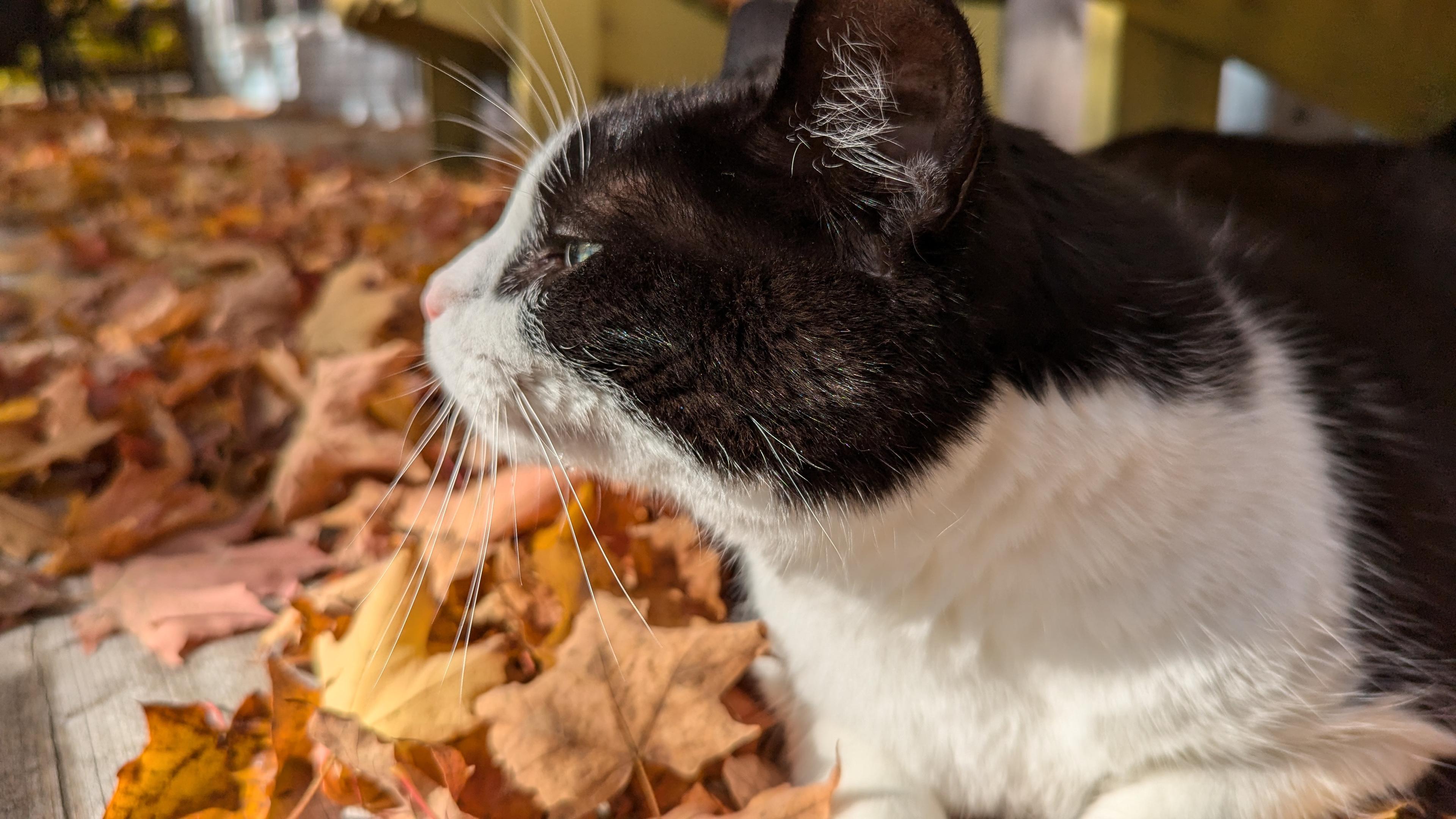 cat image slider